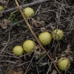 Cucumis myriocarpus (Prickly Paddy Melon) at The Pinnacle - 14 Apr 2015 by RussellB