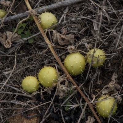 Cucumis myriocarpus (Prickly Paddy Melon) at Dunlop, ACT - 14 Apr 2015 by RussellB