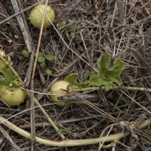 Cucumis myriocarpus at Dunlop, ACT - 14 Apr 2015 12:00 AM