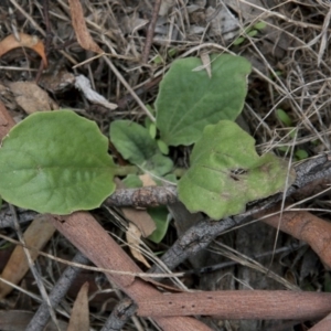 Cymbonotus sp. (preissianus or lawsonianus) at Dunlop, ACT - 14 Apr 2015