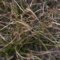 Cyperus eragrostis (Umbrella Sedge) at Dunlop, ACT - 14 Apr 2015 by RussellB