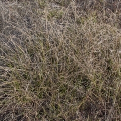 Cyperus eragrostis at Dunlop, ACT - 14 Apr 2015 12:00 AM