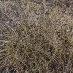 Cyperus eragrostis at Dunlop, ACT - 14 Apr 2015 12:00 AM