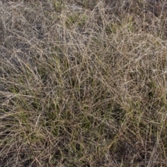 Cyperus eragrostis at Dunlop, ACT - 14 Apr 2015