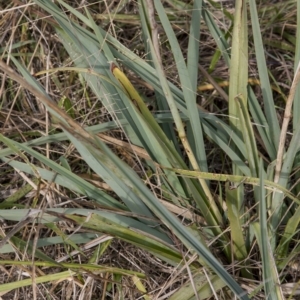 Dianella sp. aff. longifolia (Benambra) at Belconnen, ACT - 14 Apr 2015
