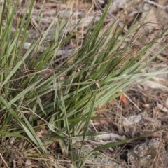 Dianella revoluta var. revoluta (Black-Anther Flax Lily) at Dunlop, ACT - 13 Apr 2015 by RussellB