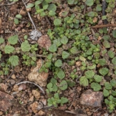 Dysphania pumilio (Small Crumbweed) at The Pinnacle - 13 Apr 2015 by RussellB