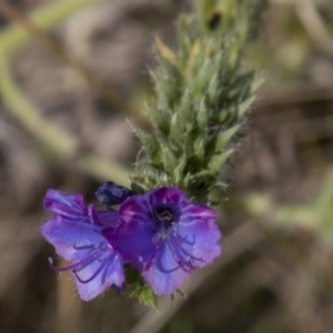 Echium plantagineum at The Pinnacle - 14 Apr 2015 12:47 PM