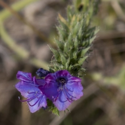Echium plantagineum (Paterson's Curse) at The Pinnacle - 14 Apr 2015 by RussellB