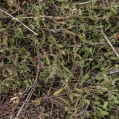 Einadia nutans subsp. nutans (Climbing Saltbush) at The Pinnacle - 14 Apr 2015 by RussellB