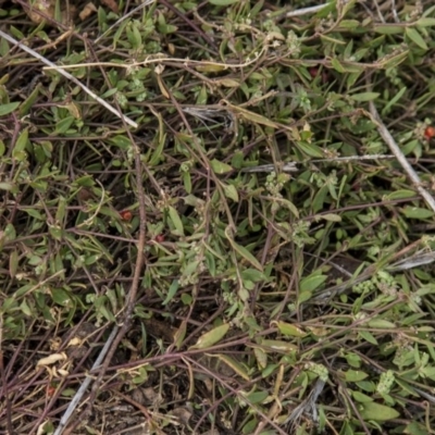 Einadia nutans subsp. nutans (Climbing Saltbush) at Dunlop, ACT - 14 Apr 2015 by RussellB