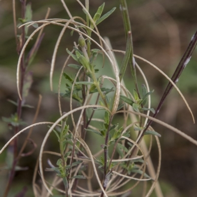 Epilobium billardiereanum (Willowherb) at The Pinnacle - 14 Apr 2015 by RussellB