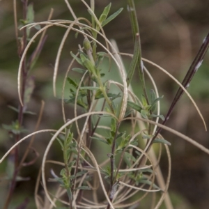 Epilobium billardiereanum at Dunlop, ACT - 14 Apr 2015