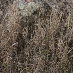 Epilobium billardiereanum at Dunlop, ACT - 14 Apr 2015 12:00 AM