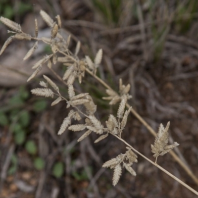 Eragrostis brownii (Common Love Grass) at Dunlop, ACT - 14 Apr 2015 by RussellB