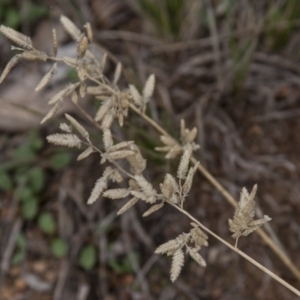 Eragrostis brownii at Dunlop, ACT - 14 Apr 2015