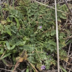 Erodium cicutarium (Common Storksbill, Common Crowfoot) at Dunlop, ACT - 14 Apr 2015 by RussellB