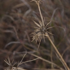 Eryngium ovinum (Blue Devil) at The Pinnacle - 14 Apr 2015 by RussellB