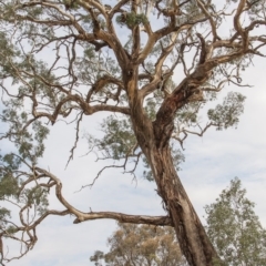 Eucalyptus blakelyi at Undefined Area - 14 Apr 2015 by RussellB