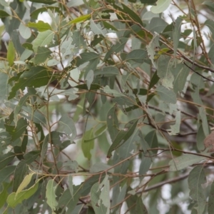 Eucalyptus macrorhyncha at The Pinnacle - 14 Apr 2015