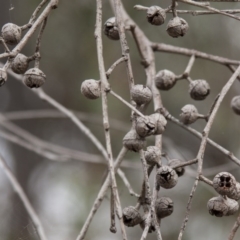 Eucalyptus macrorhyncha at The Pinnacle - 14 Apr 2015