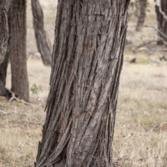 Eucalyptus macrorhyncha at The Pinnacle - 14 Apr 2015