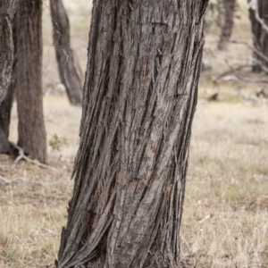 Eucalyptus macrorhyncha at Dunlop, ACT - 14 Apr 2015