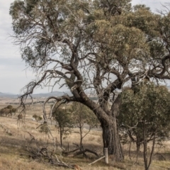 Eucalyptus macrorhyncha at The Pinnacle - 14 Apr 2015