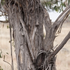 Eucalyptus melliodora at Undefined Area - 13 Apr 2015 by RussellB