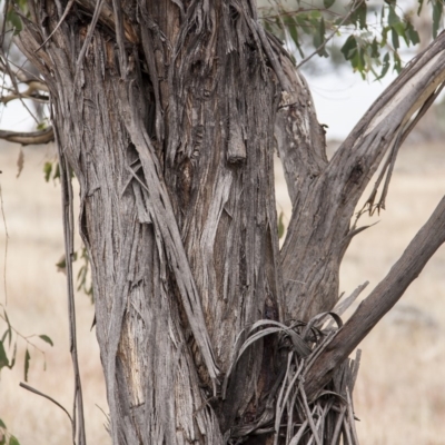 Eucalyptus melliodora at Undefined Area - 13 Apr 2015 by RussellB