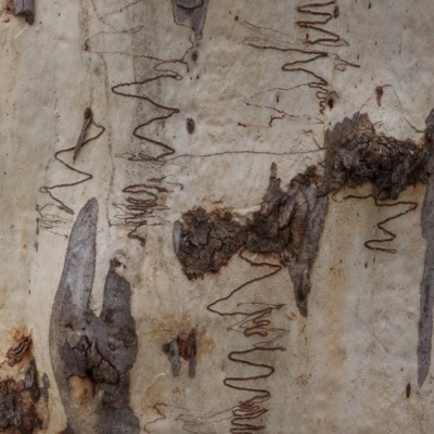 Eucalyptus rossii (Inland Scribbly Gum) at Dunlop, ACT - 14 Apr 2015 by RussellB