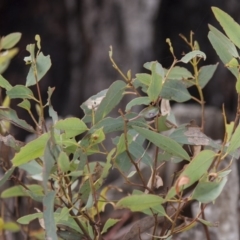 Eucalyptus rossii at Dunlop, ACT - 14 Apr 2015