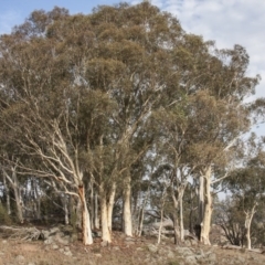 Eucalyptus rossii at Dunlop, ACT - 14 Apr 2015