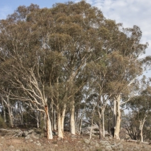 Eucalyptus rossii at The Pinnacle - 14 Apr 2015