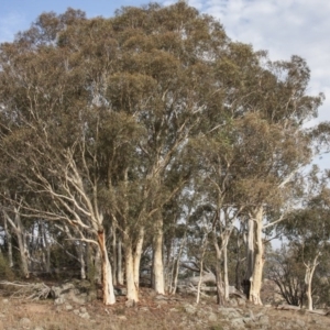 Eucalyptus rossii at The Pinnacle - 14 Apr 2015 12:00 AM