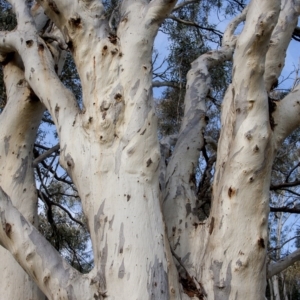 Eucalyptus rossii at Dunlop, ACT - 14 Apr 2015