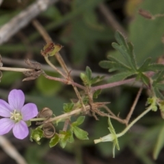 Geranium solanderi var. solanderi (Native Geranium) at The Pinnacle - 14 Apr 2015 by RussellB