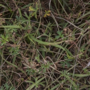 Geranium solanderi var. solanderi at Dunlop, ACT - 14 Apr 2015