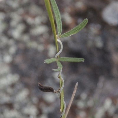 Glycine clandestina (Twining Glycine) at Dunlop, ACT - 14 Apr 2015 by RussellB