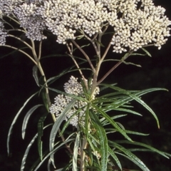 Cassinia longifolia (Shiny Cassinia, Cauliflower Bush) at Bondi State Forest - 10 Dec 1997 by BettyDonWood