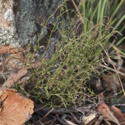 Gonocarpus tetragynus (Common Raspwort) at The Pinnacle - 13 Apr 2015 by RussellB