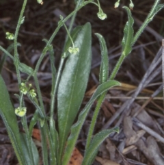 Hackelia suaveolens (Sweet Hounds Tongue) at Bungonia National Park - 4 Nov 1997 by BettyDonWood