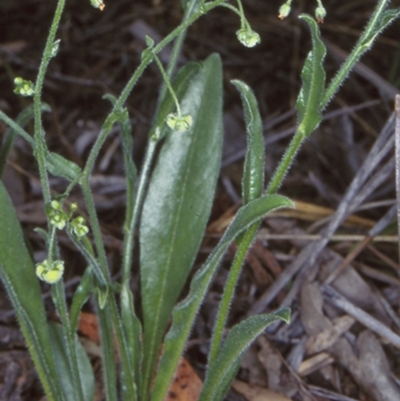 Hackelia suaveolens (Sweet Hounds Tongue) at Bungonia, NSW - 5 Nov 1997 by BettyDonWood