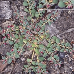 Euphorbia drummondii (Caustic Weed) at Bungonia, NSW - 4 Nov 1997 by BettyDonWood
