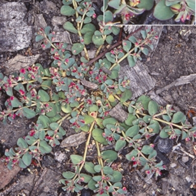 Euphorbia drummondii (Caustic Weed) at Bungonia, NSW - 5 Nov 1997 by BettyDonWood