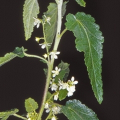 Gynatrix pulchella (Hemp Bush) at Araluen, NSW - 5 Oct 1997 by BettyDonWood