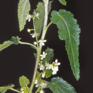 Gynatrix pulchella at Araluen, NSW - 6 Oct 1997