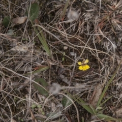 Goodenia hederacea (Ivy Goodenia) at Dunlop, ACT - 13 Apr 2015 by RussellB