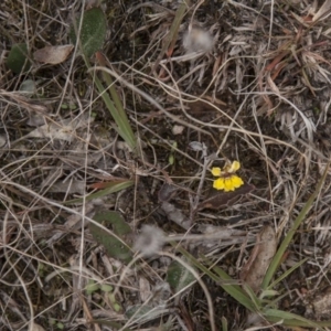 Goodenia hederacea at Dunlop, ACT - 14 Apr 2015