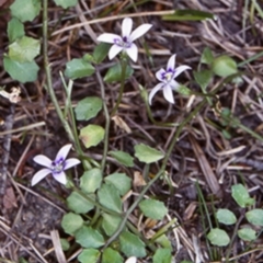 Isotoma fluviatilis subsp. australis (Swamp Isotome) at Glen Allen, NSW - 17 Feb 1998 by BettyDonWood